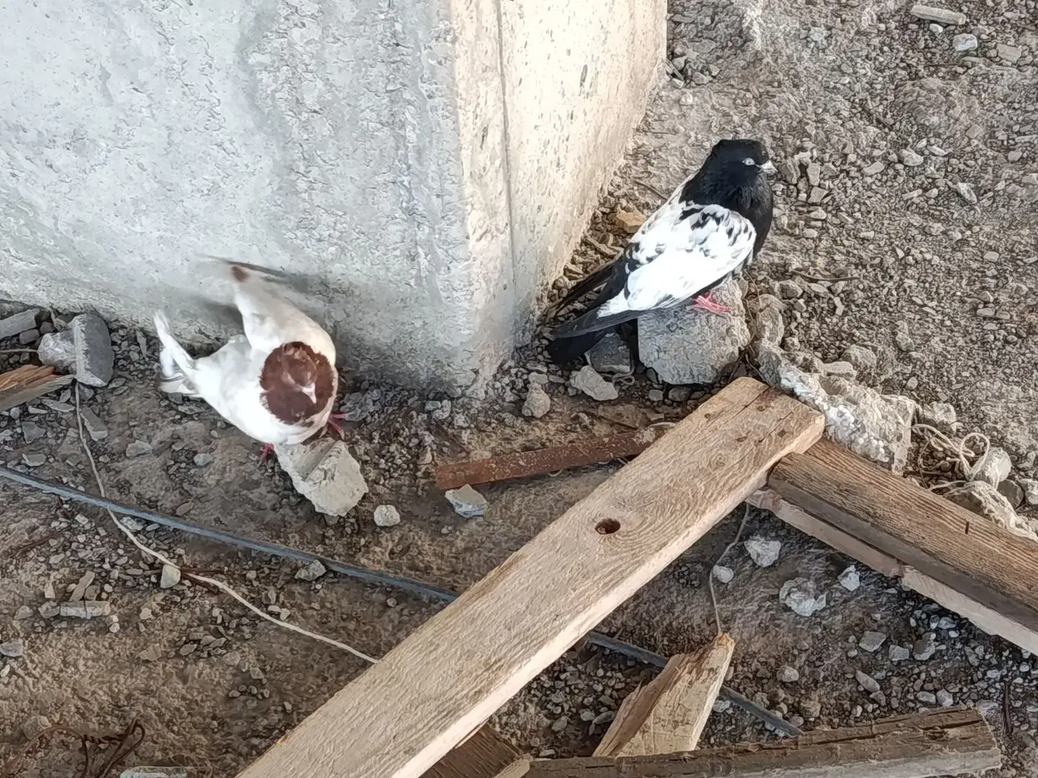 کبوتر|پرنده|تبریز, |دیوار