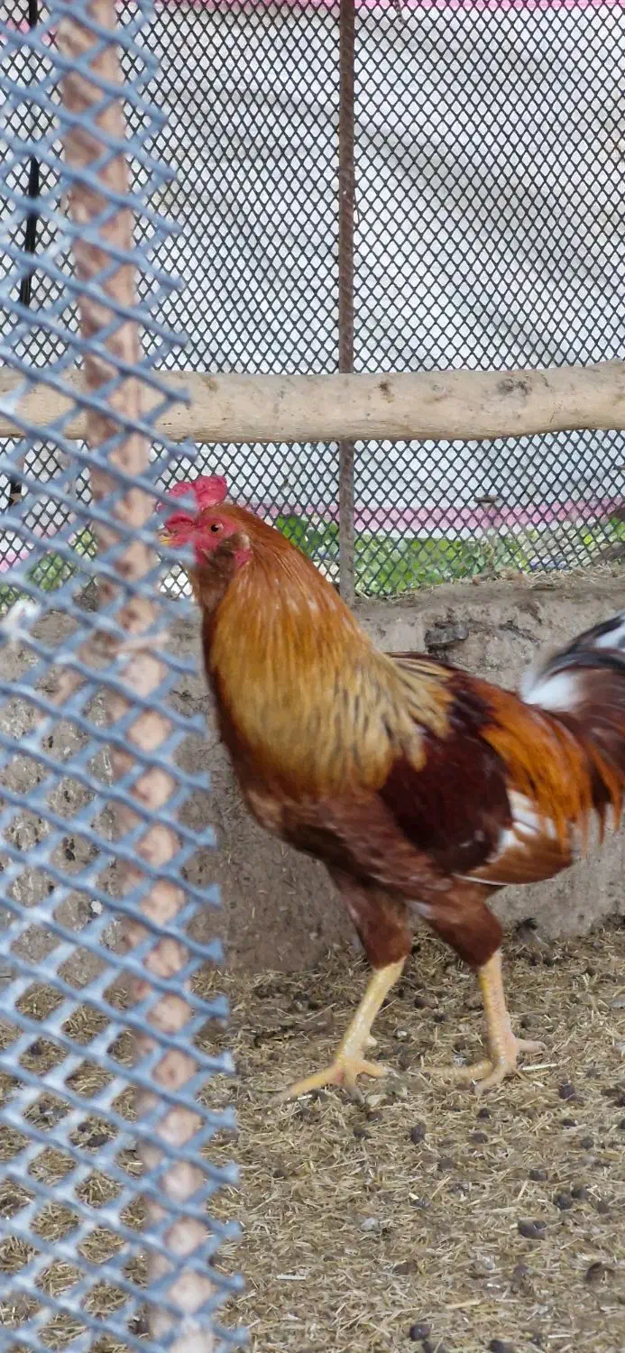 خروس محلی|حیوانات مزرعه|سرپل ذهاب, |دیوار