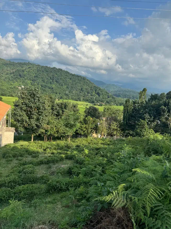 ۵۰۰متر زمین‌جنگلی مسکونی قابلیت تفکیک ویو ابدی|فروش زمین و ملک کلنگی|سیاهکل, |دیوار