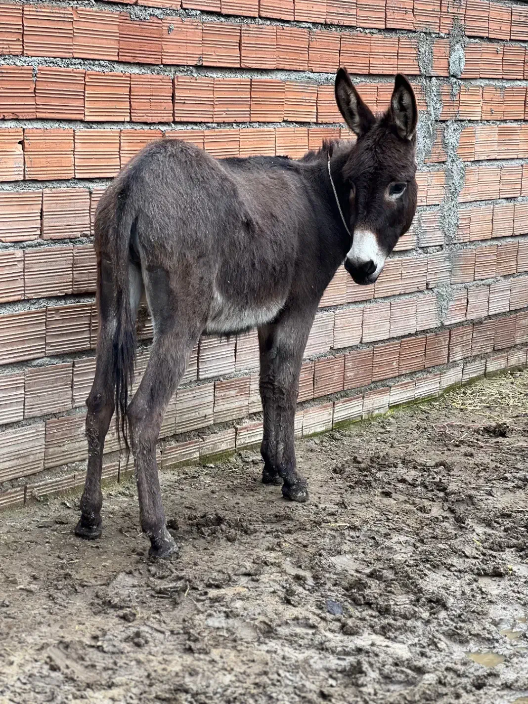 خر گوسفندی|حیوانات مزرعه|آق قلا, |دیوار