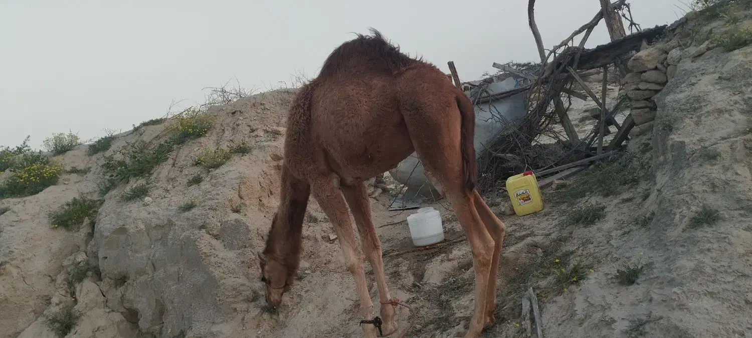 شتر نر|حیوانات مزرعه|قشم, |دیوار