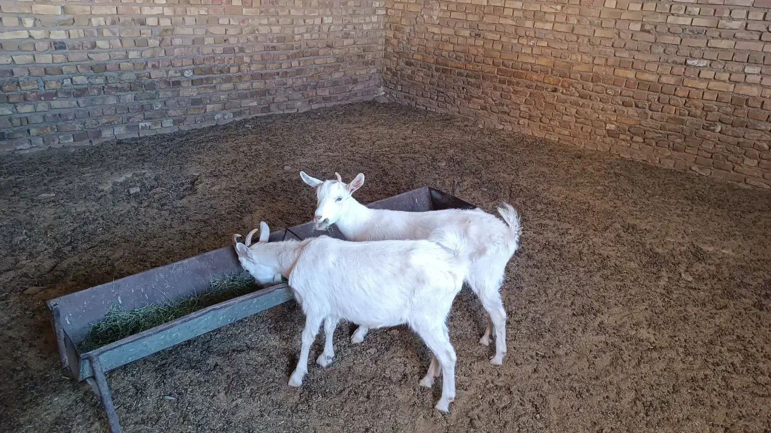 بزغاله سانن|حیوانات مزرعه|تربت جام, کاریز نو سفلی|دیوار