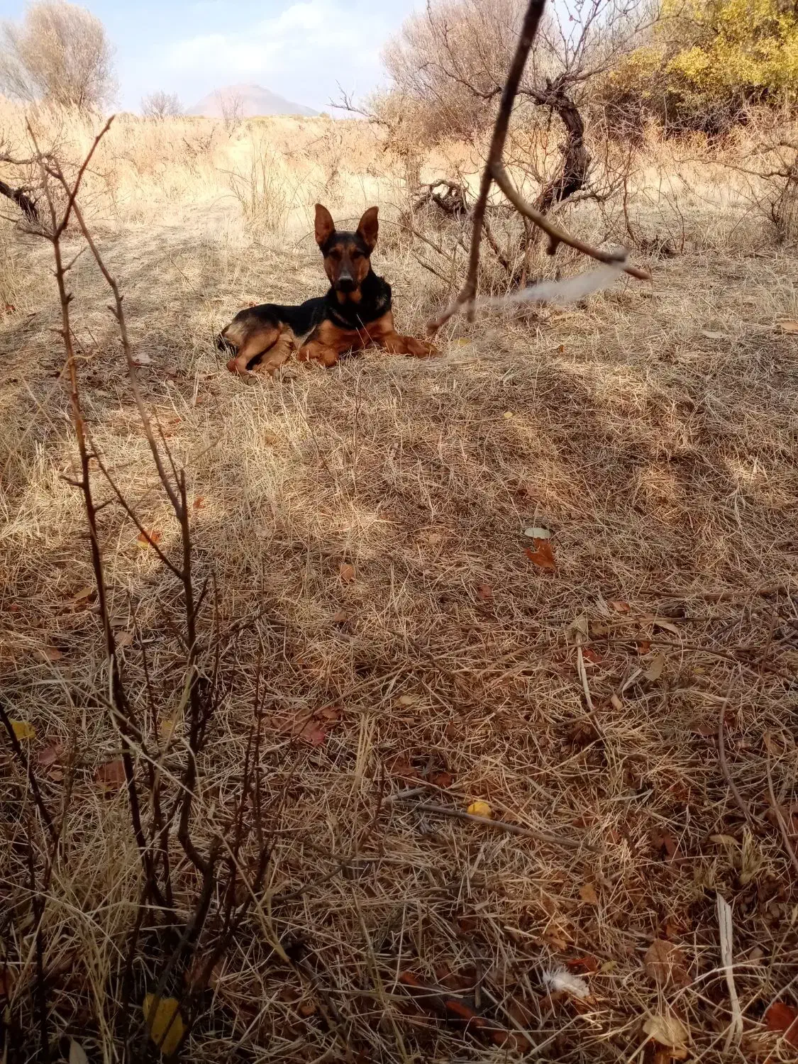 سگ یک ساله|سگ|بیستون, |دیوار