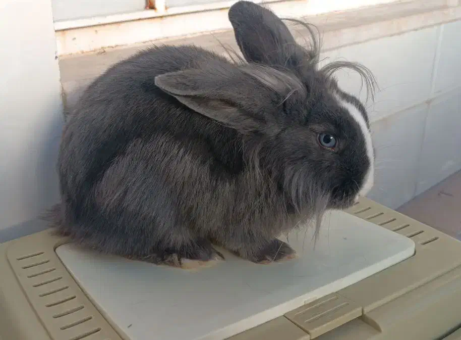 فروش خرگوش همراه با وسایل|موش و خرگوش|زرقان, |دیوار