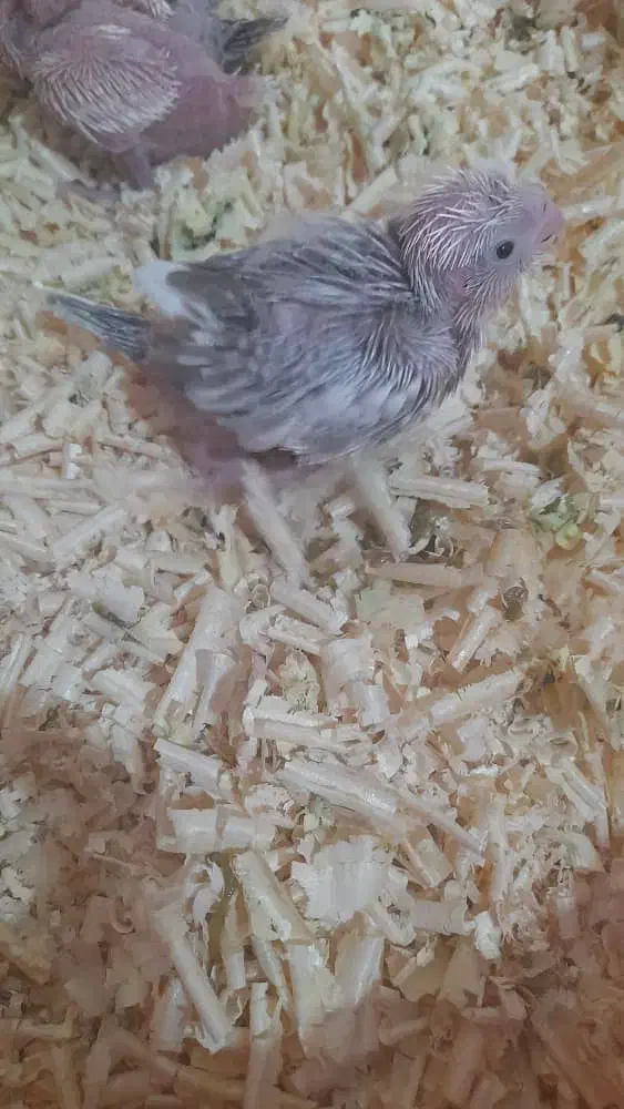 جوجه عروس سرلاکی|پرنده|شهرکرد, |دیوار