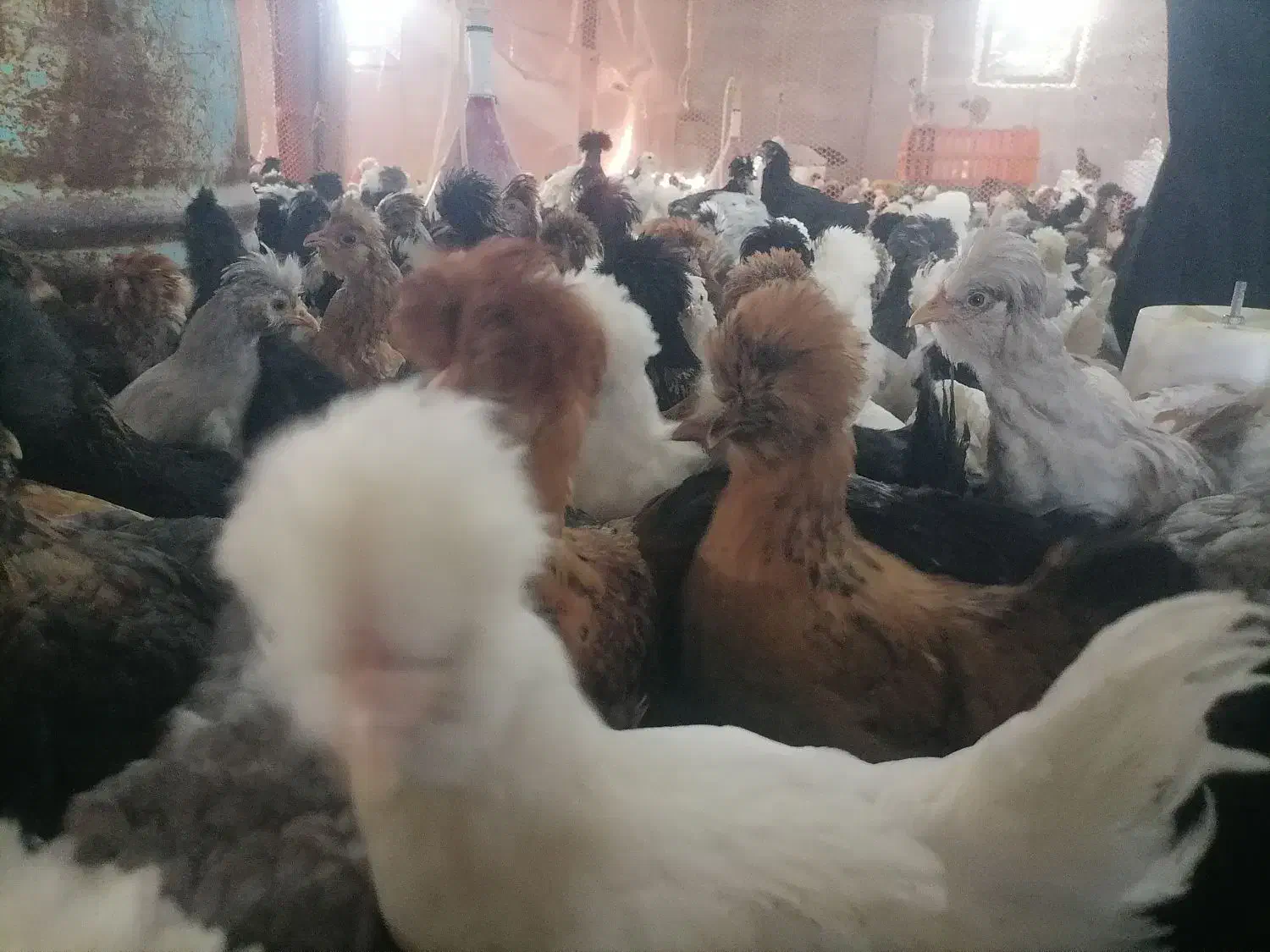 جوجه رنگی اردک محلی خروس  جوجه زینتی.مرغ|حیوانات مزرعه|شیراز, اصلاح‌نژاد|دیوار