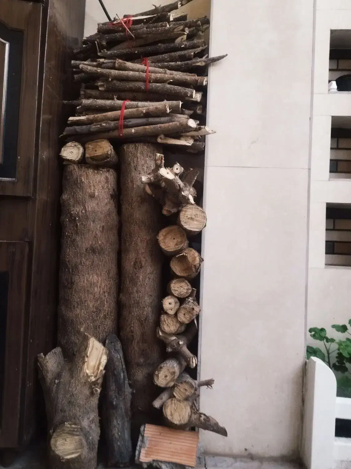 چوب پالونیا|گل و گیاه طبیعی|فاضل آباد, |دیوار