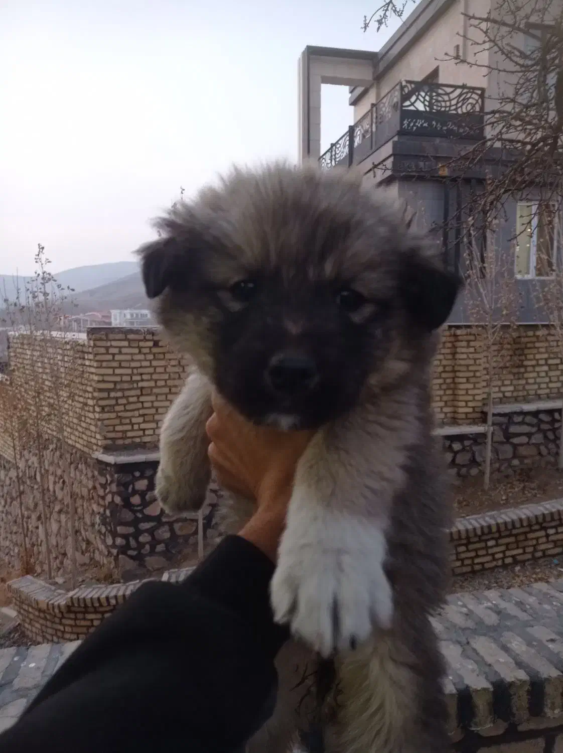 سرابی|سگ|کوهسار (البرز), |دیوار