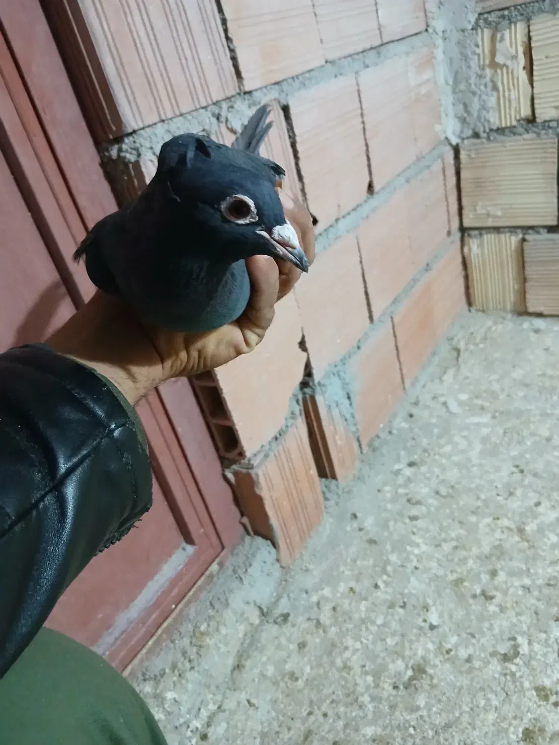 کبوتر دورگ|پرنده|بجنورد, |دیوار