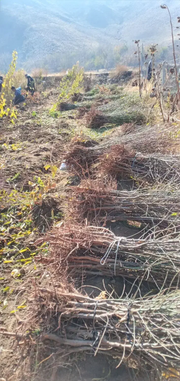 نهالستان|گل و گیاه طبیعی|هوراند, |دیوار