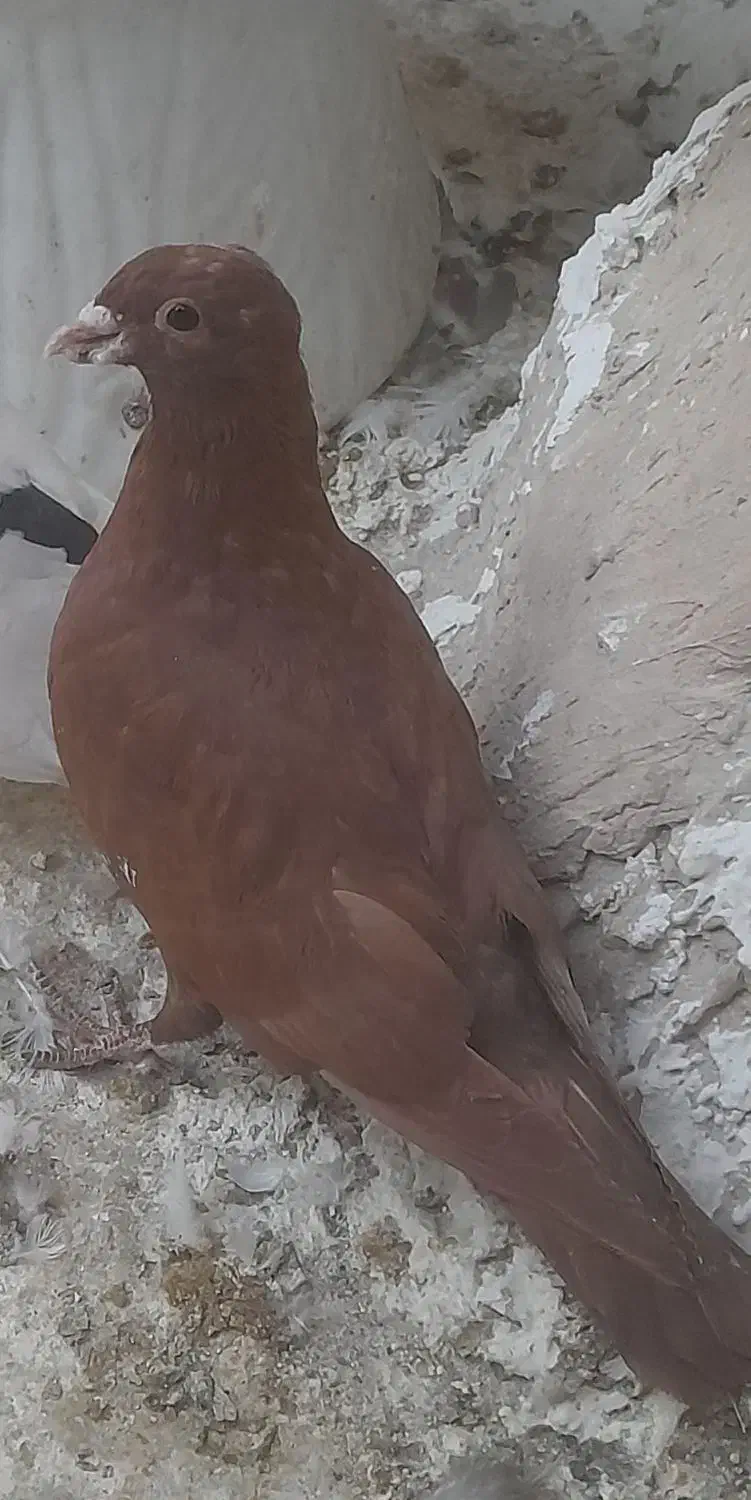 کفتر سرخ|پرنده|چناران, |دیوار