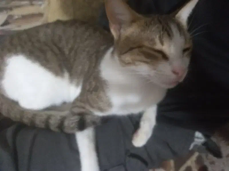 گربه ملوس|گربه|سیریک, |دیوار