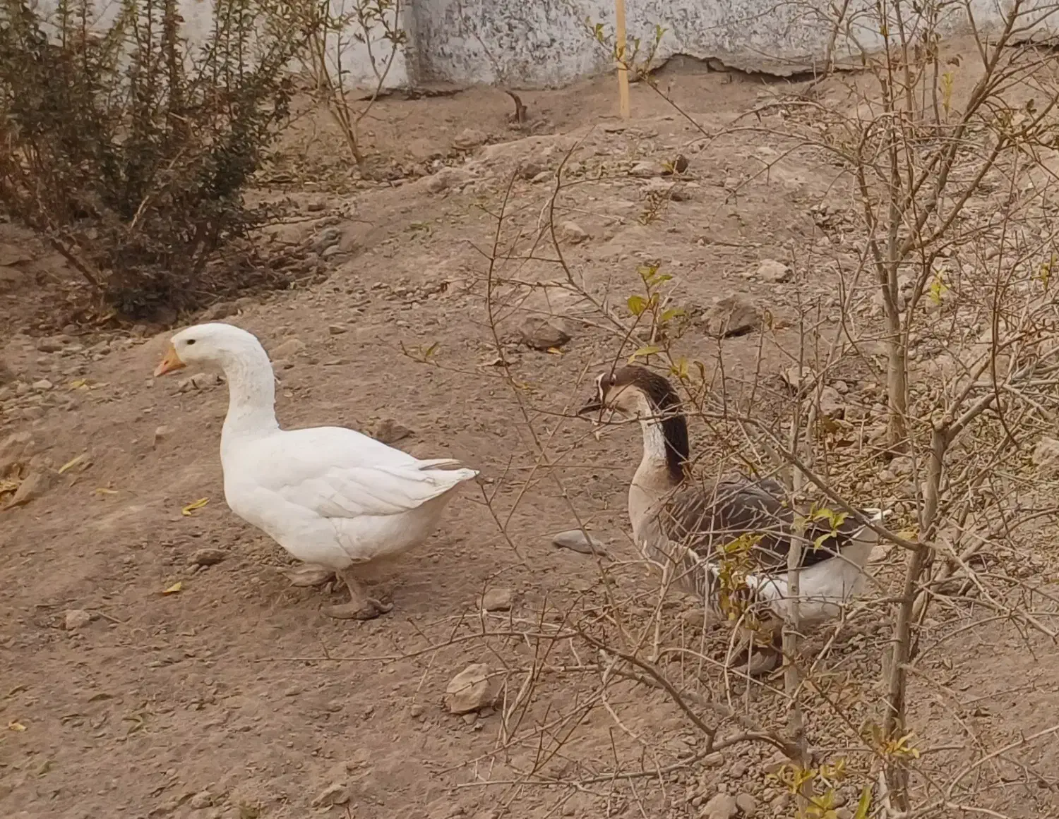 فروش غاز ، خروس و اردک|حیوانات مزرعه|رباطکریم, انجم آباد|دیوار