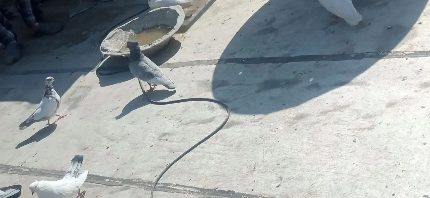 کبوتر|پرنده|مرند, |دیوار