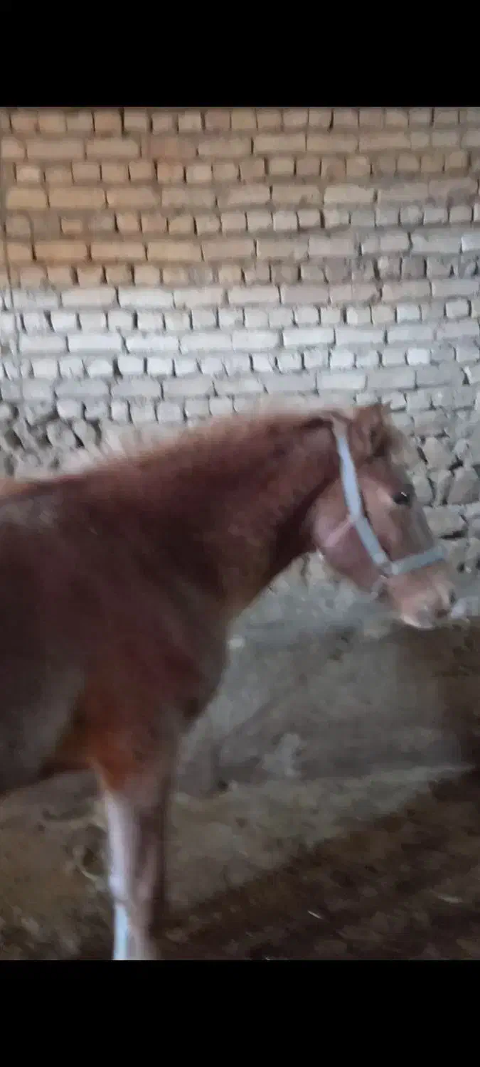 کره مادیون ۱سال|اسب و تجهیزات اسب‌سواری|داران, |دیوار