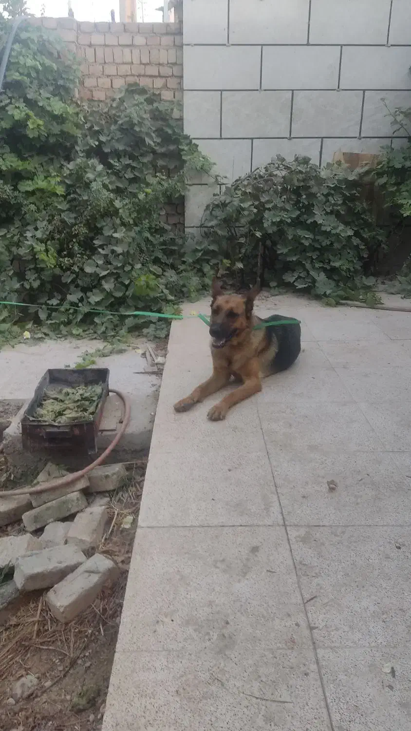 ژرمن ماده اصل|سگ|ورامین, خیر آباد|دیوار