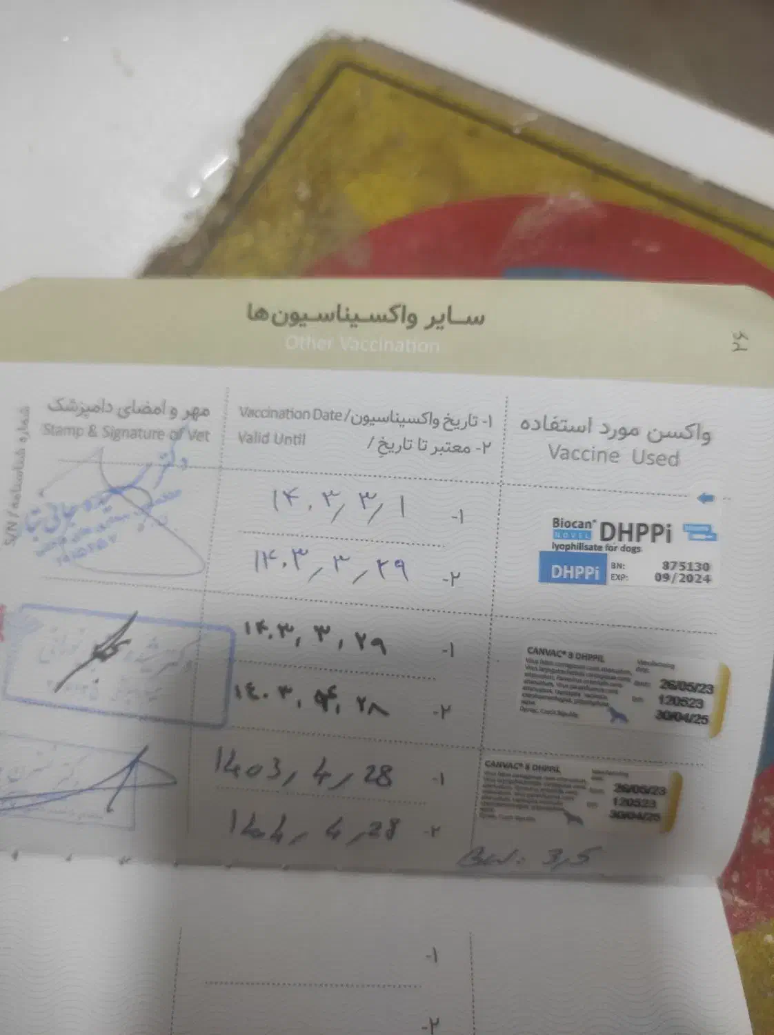 سگ پاکوتاه پشمالو|سگ|مینودشت, |دیوار