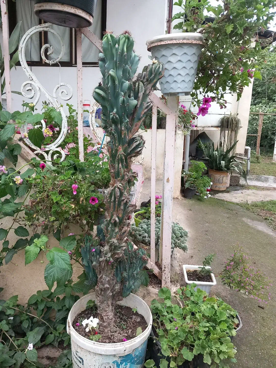 فروش تعدادی از گلها یکجا|گل و گیاه طبیعی|گوراب زرمیخ, |دیوار