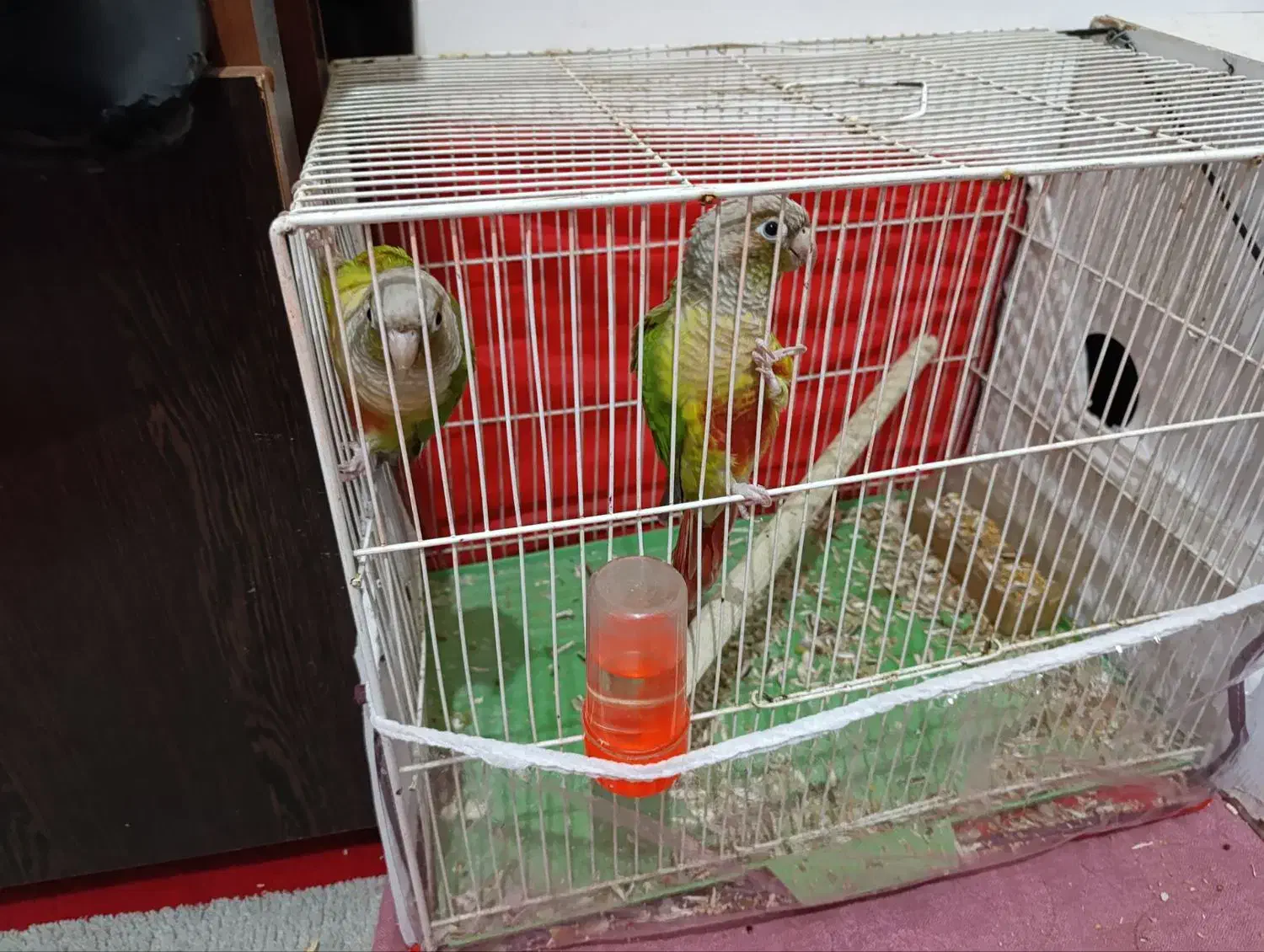 گرینچینگ|پرنده|مشهد, موعود|دیوار