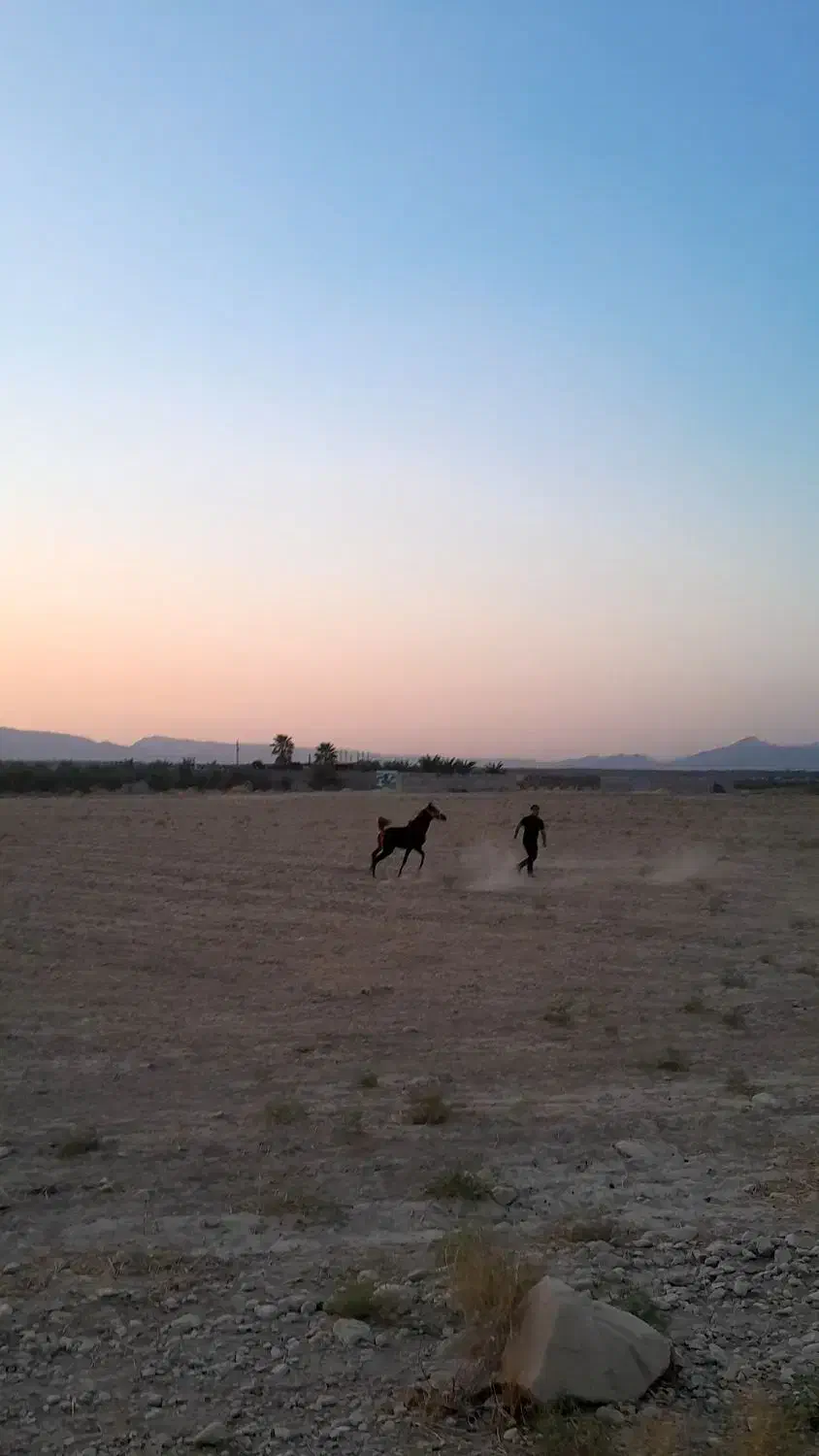 کره نریون عرب معاوضه با نریون سواری دارم|اسب و تجهیزات اسبسواری|کازرون, |دیوار