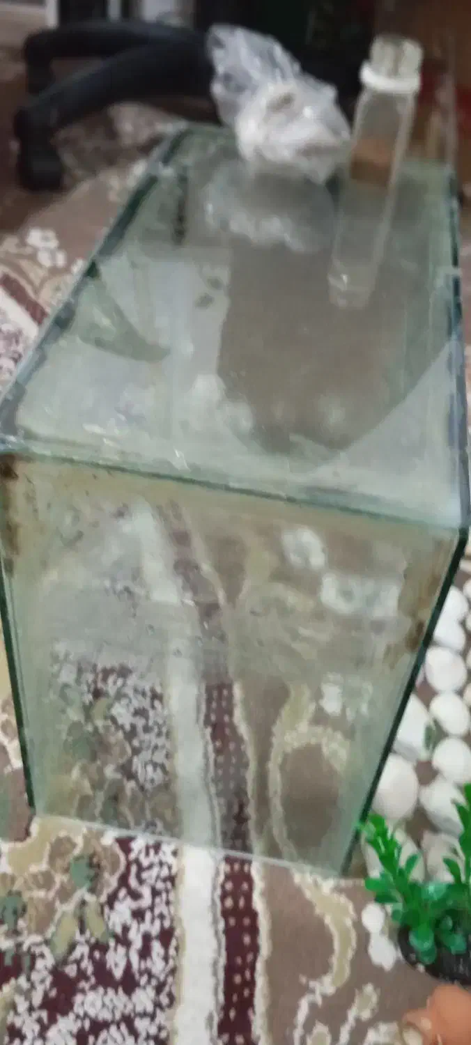 اکفا ریون صدف دانه و گل اکفا ریون|ماهی|شیراز, کوشک میدان|دیوار