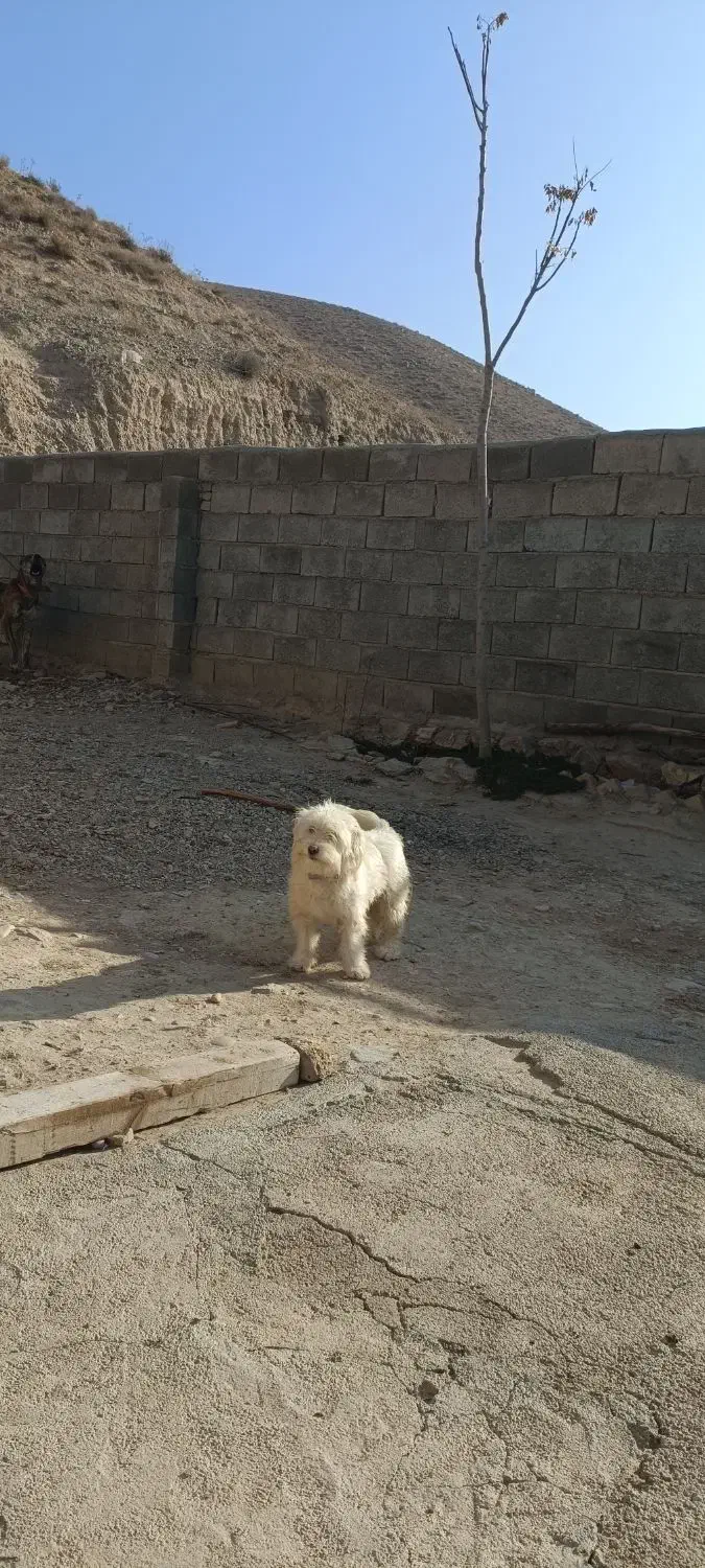 سگ پاکوتاه نژاد مالتیز|سگ|بجنورد, |دیوار