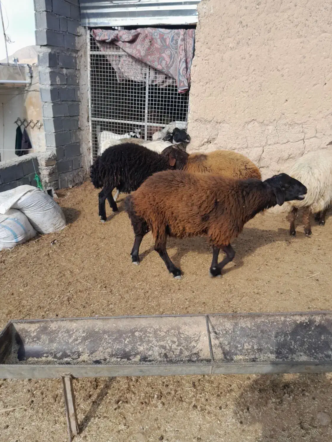 فروشی|حیوانات مزرعه|شیروان (خراسان), |دیوار