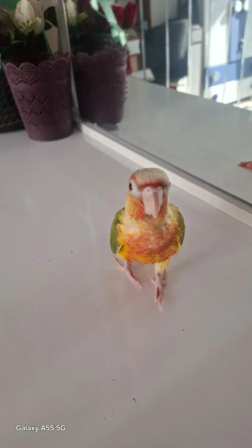 جوجه طوطی گیرینچیک|پرنده|تهران, ائمه اطهار|دیوار