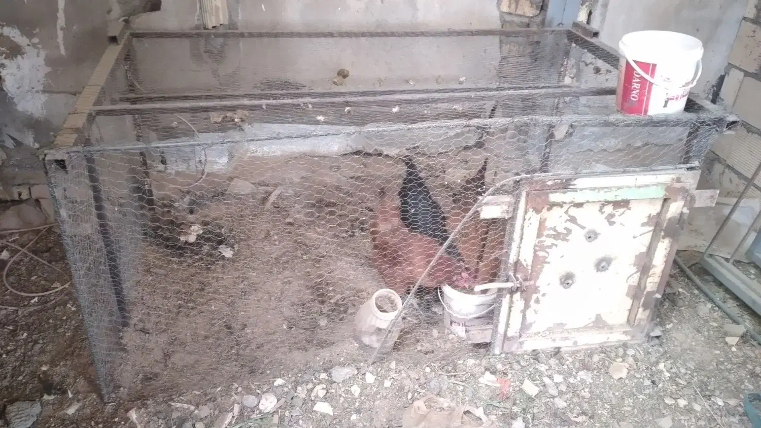 مرغ|حیوانات مزرعه|قره کهریز, |دیوار