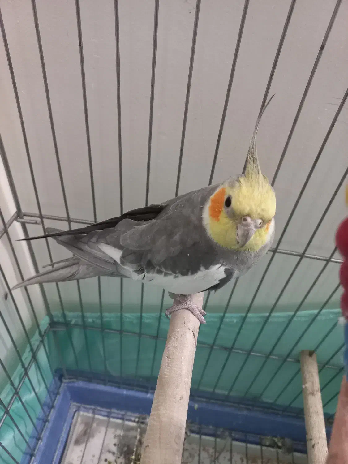 عروس هلندی سخنگو نر ۲۰کلمه حرف میزنه|پرنده|تهران, ائمه اطهار|دیوار