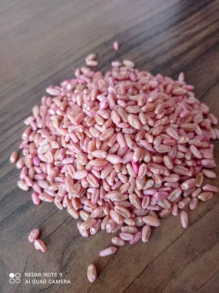 گندم بذری|عمدهفروشی|مرودشت, تخت جمشید|دیوار