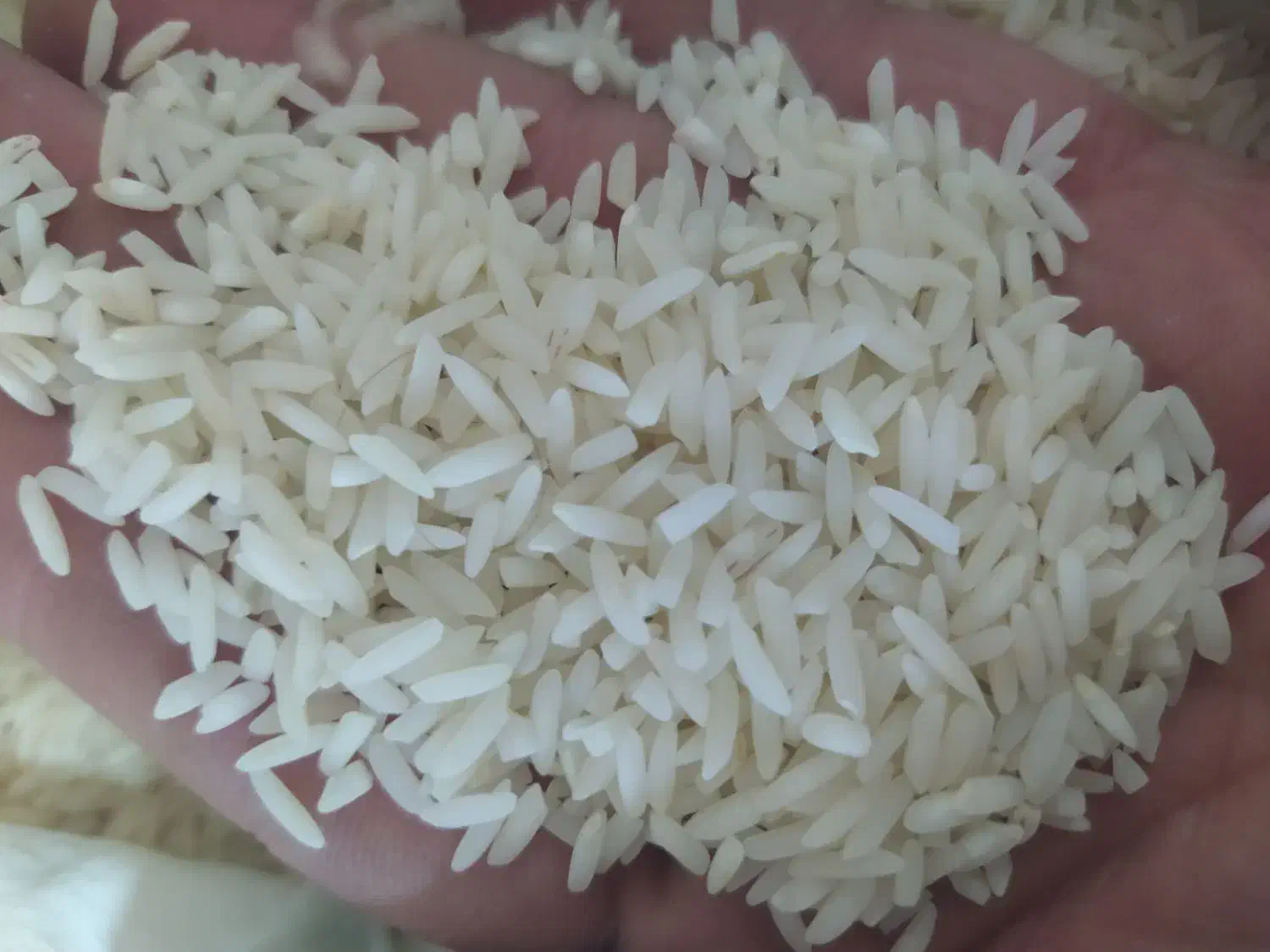 فروش عمده برنج ایرانی خوش عطر و تازه|خوردنی و آشامیدنی|ورامین, ورامین|دیوار