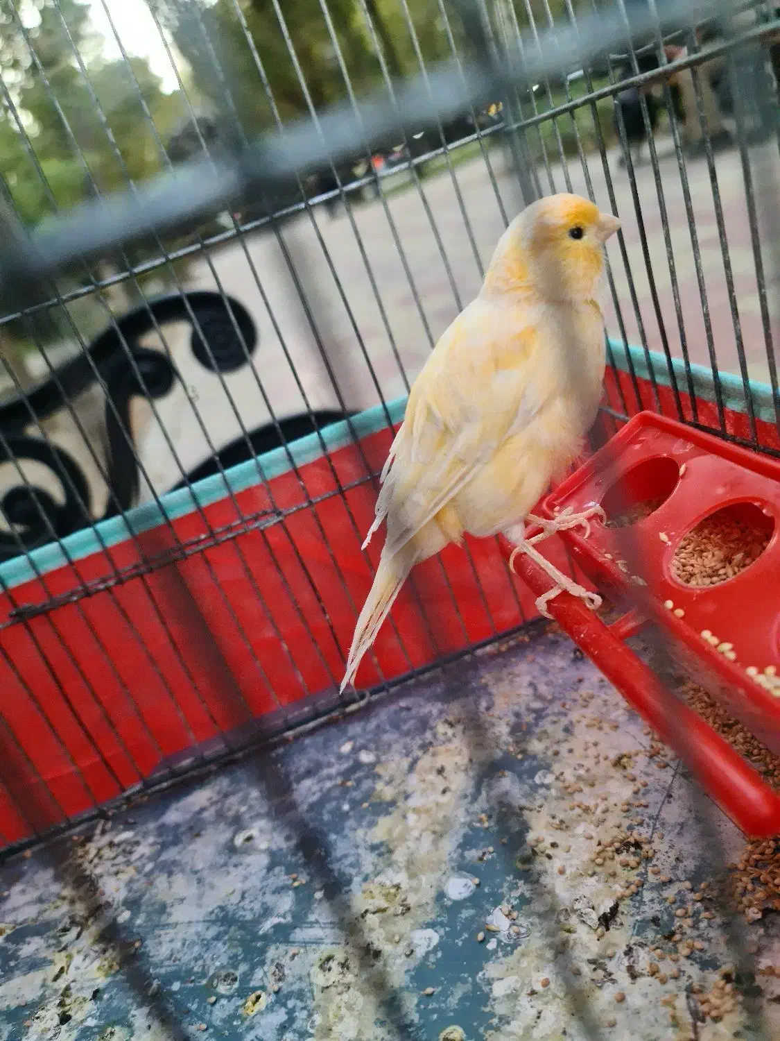 قناری جوان نر ریزه خوان باقفس ۱۲۰۰|پرنده|کرج, کوی زنبق|دیوار