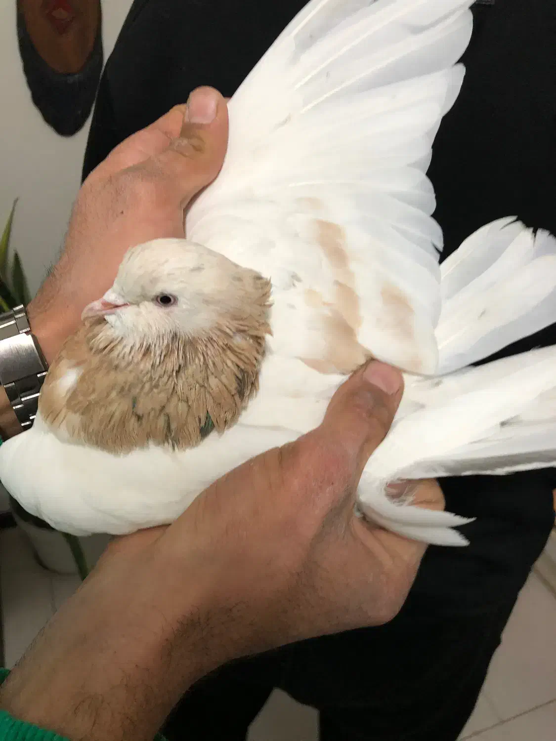 کفتر هما زردی کاکلی|پرنده|پردیس, فاز ۸|دیوار