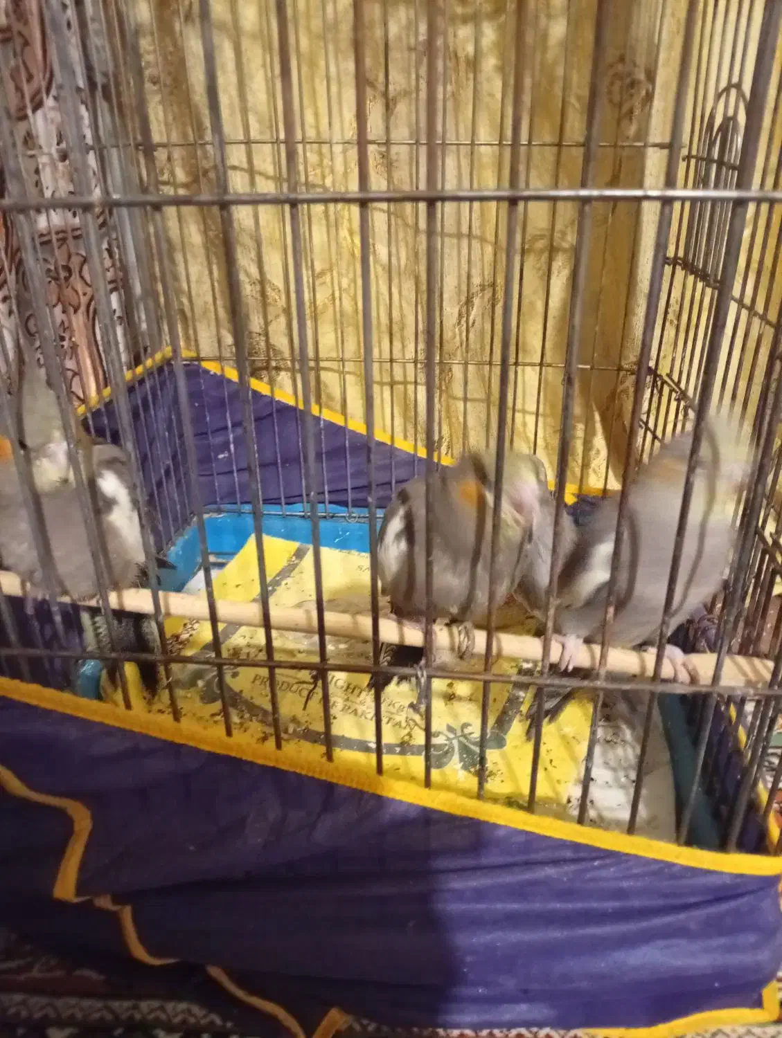 4تا جوجه عروس هلندی|پرنده|کرمان, |دیوار