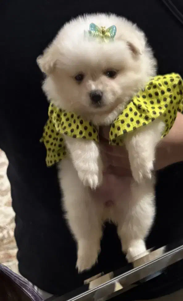 سگ پامر|سگ|تهران, مدائن|دیوار