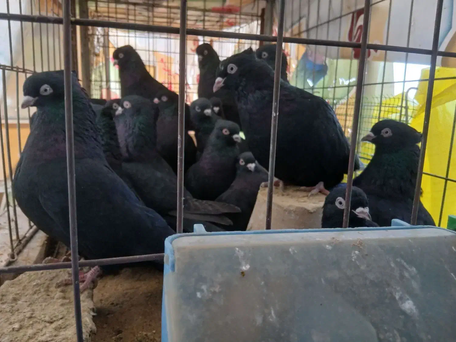 زاغ ابادانی|حراج|اصفهان, ارداجی|دیوار