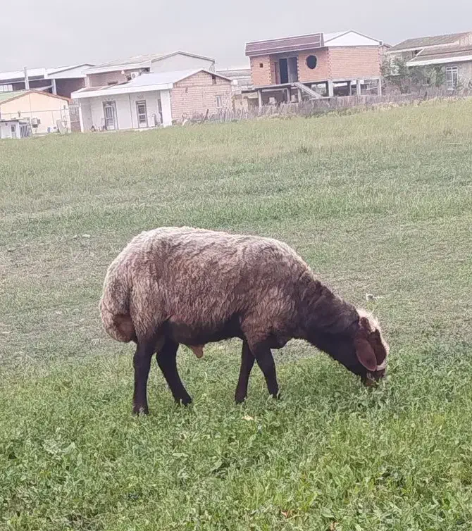 قوچ هیکل درشت|حیوانات مزرعه|سیجوال, |دیوار