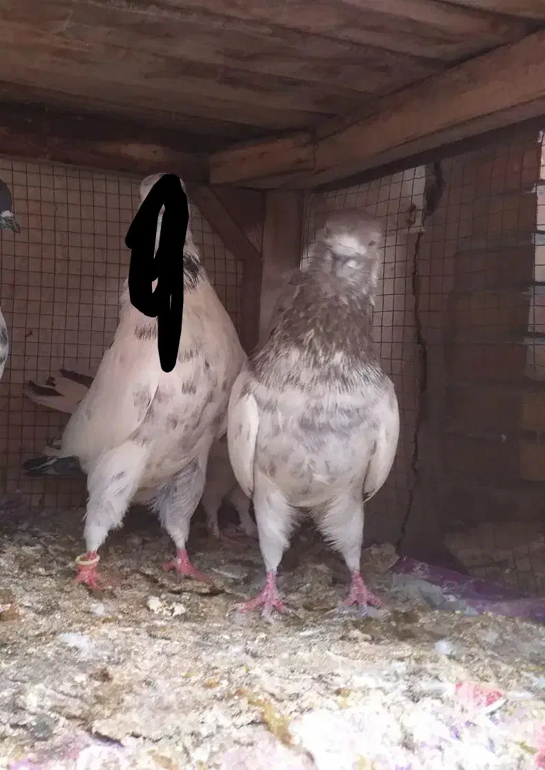 کفتر نر کله ای پرشی|پرنده|فولادشهر, A4|دیوار