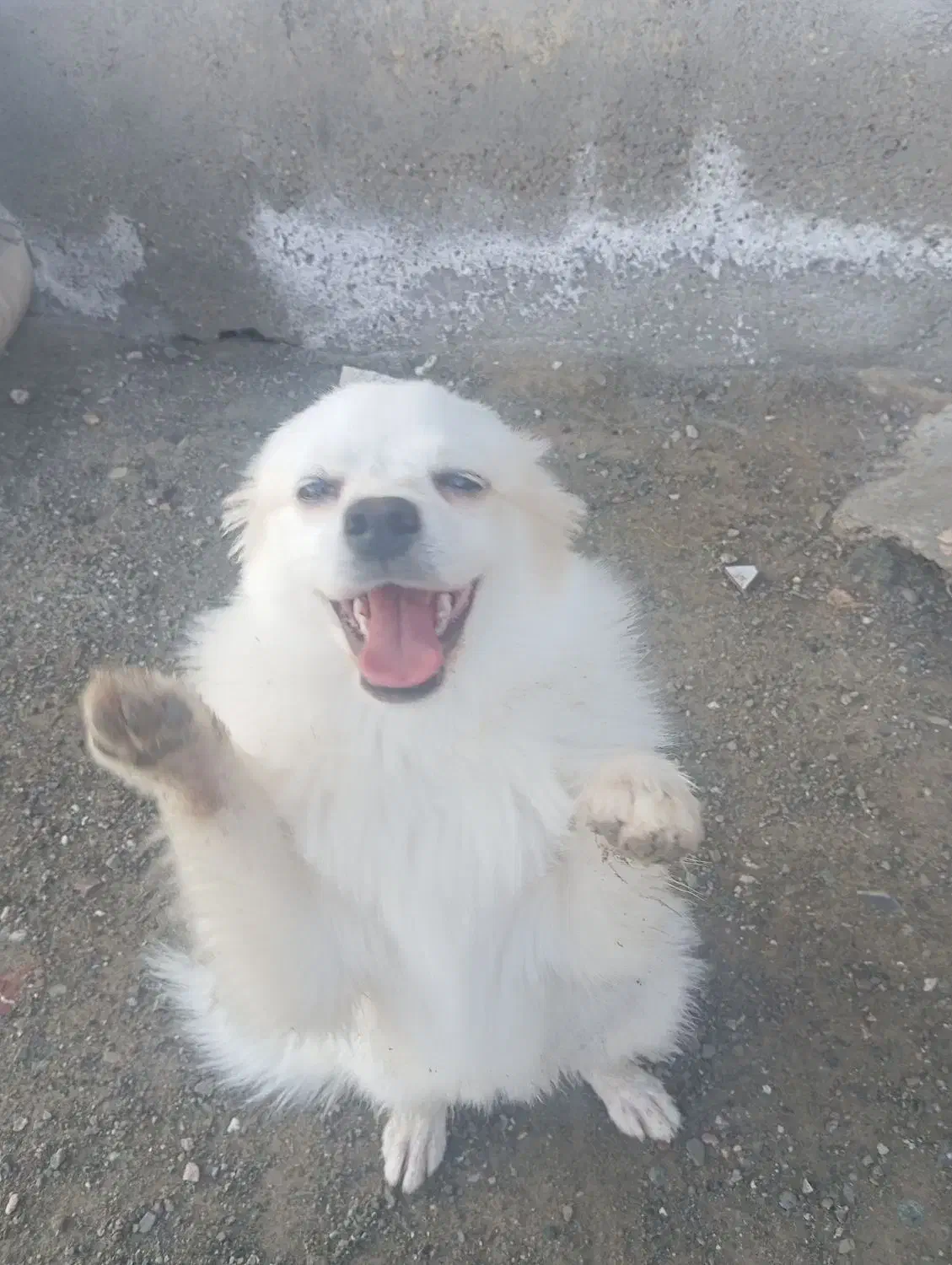 فروش|سگ|رودان, |دیوار