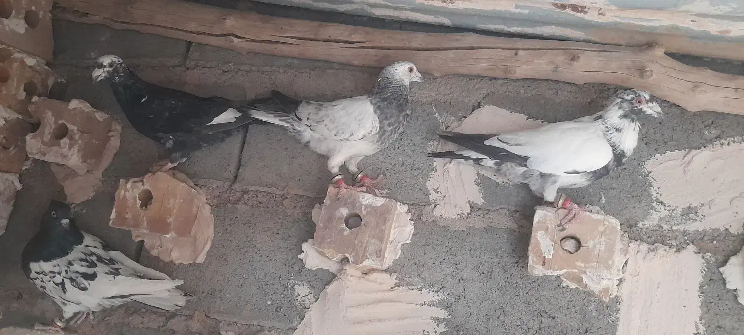 کفتر فروشی|پرنده|تایباد, |دیوار