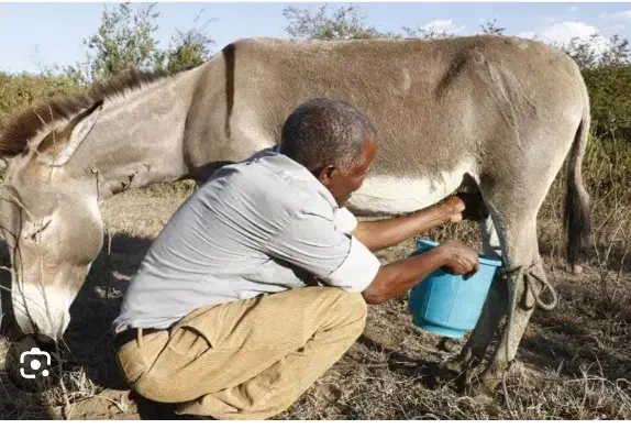 شیر خر|خوردنی و آشامیدنی|شراء, |دیوار