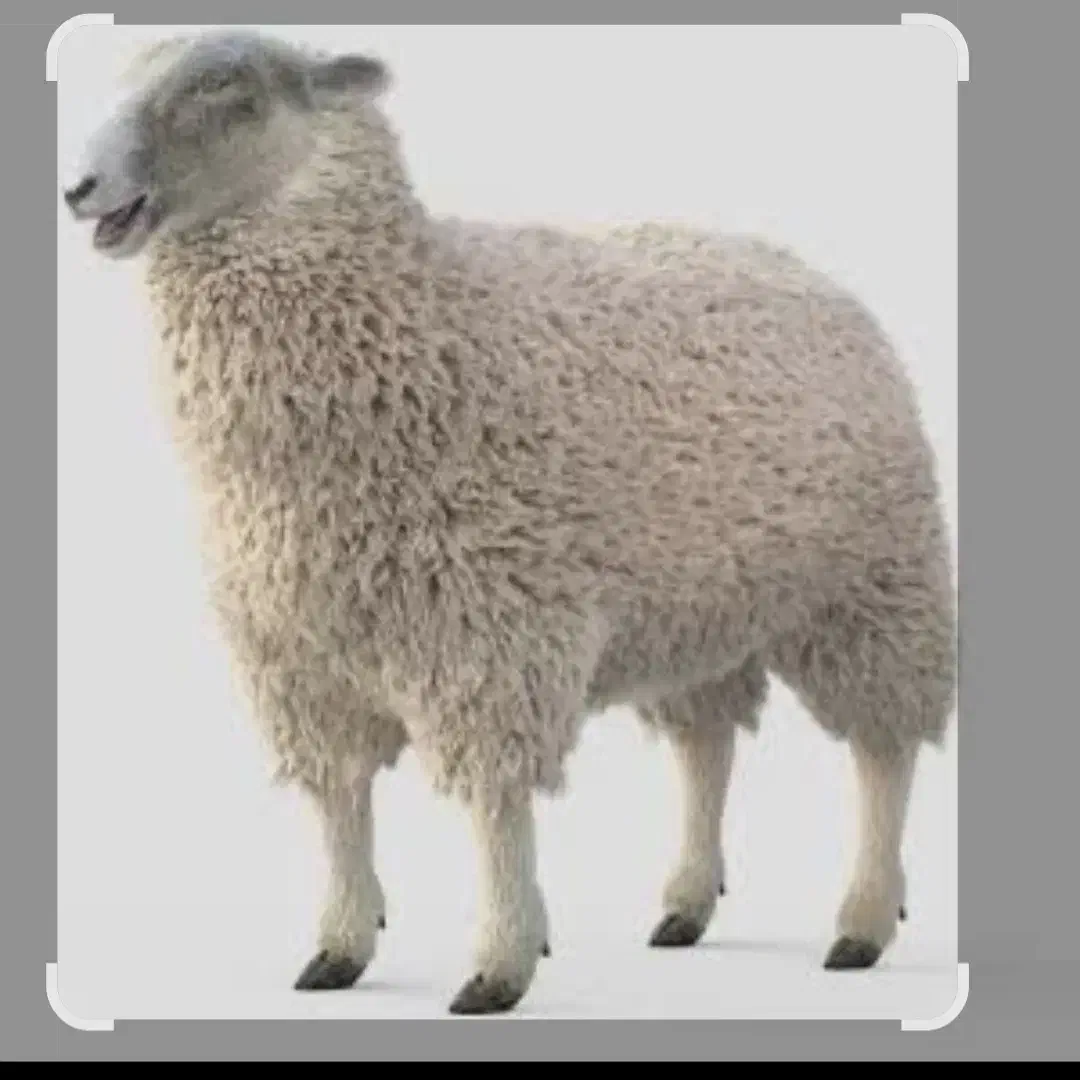 گوسفند|حیوانات مزرعه|اراک, |دیوار