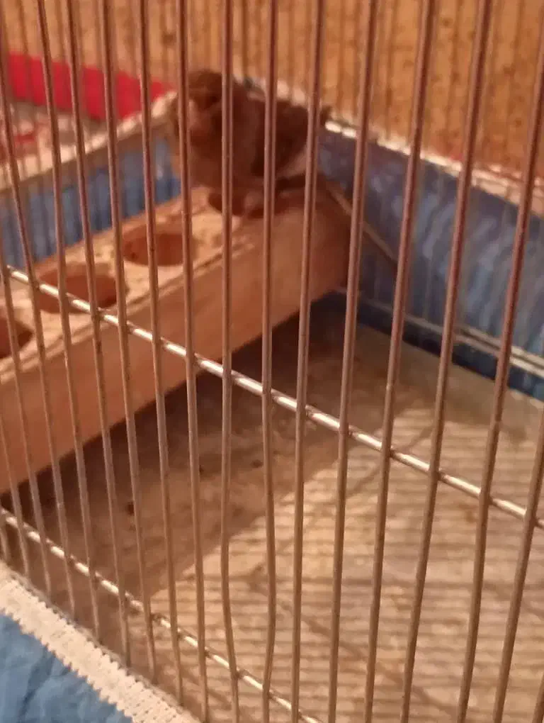 قناری نر خرامه|پرنده|شیراز, کاراندیش|دیوار