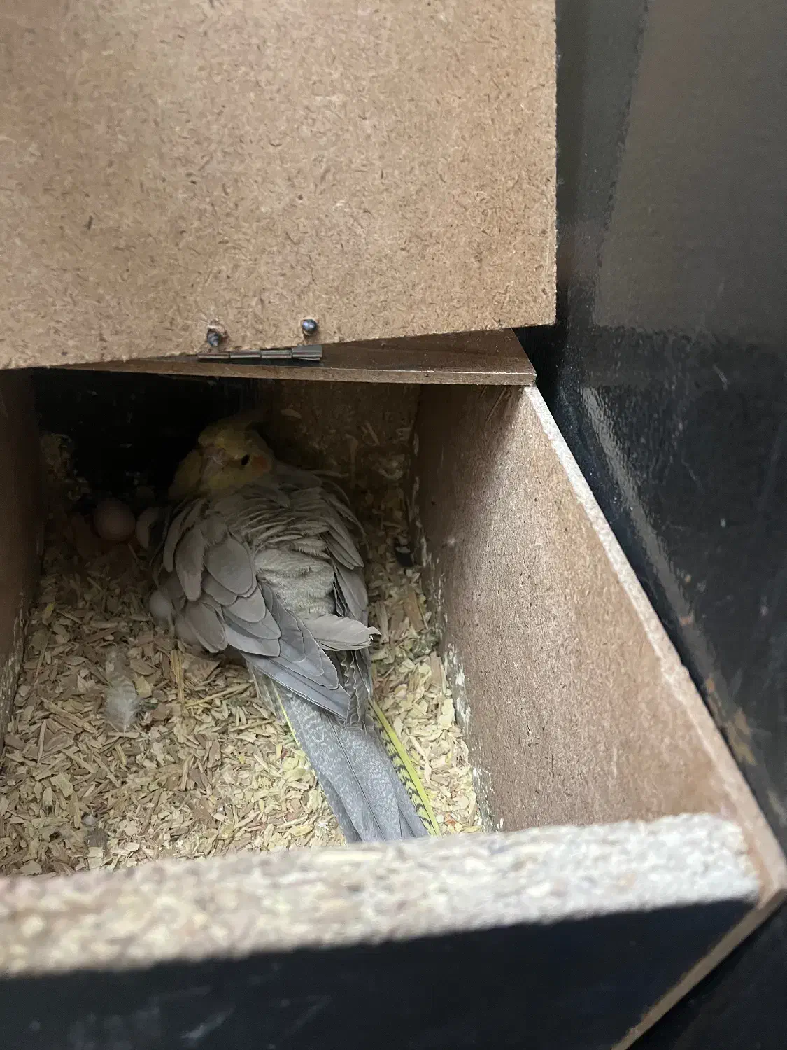 عروس هلندی نروماده بالغ|پرنده|مشهد, ادیب نیشابوری (شهرک غرب)|دیوار