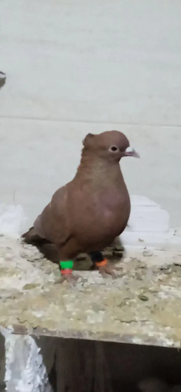 اسباب بازی الکی|حیوانات|تربت‌حیدریه, کوی شهید احمدزاده ملکی|دیوار