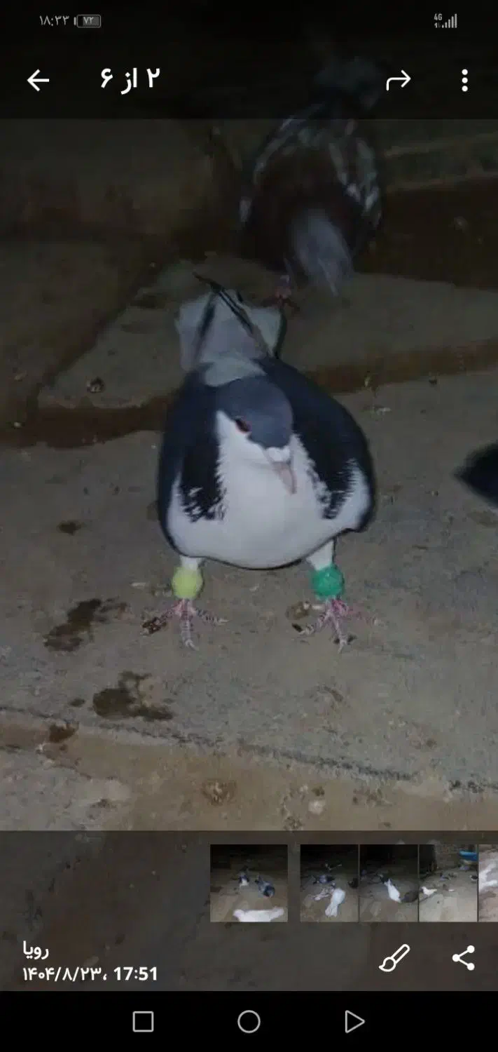 کبوتر سالم سرحال|پرنده|سجاس رود, |دیوار