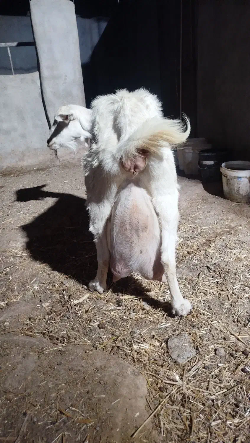 بزسانن درجه یک|حیوانات مزرعه|خلیل آباد, |دیوار