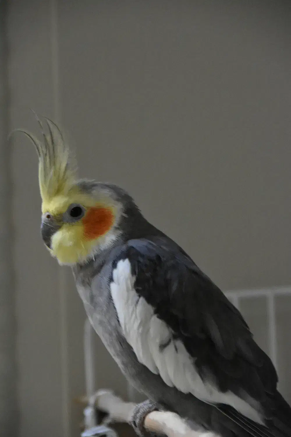 پرنده عروس هلندی|پرنده|تنکابن, |دیوار