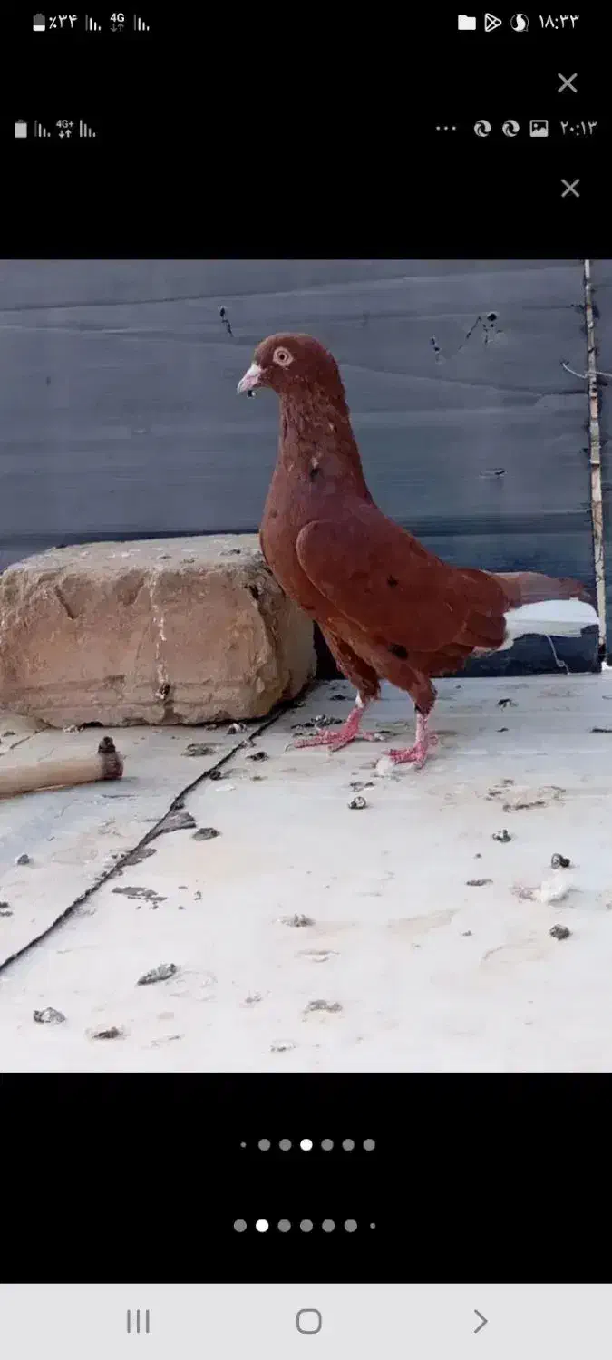 کبوتر رنگی معاوضه یا فروش|پرنده|بیرجند, |دیوار